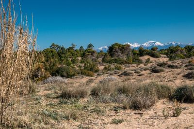 Pinienwald von Thines