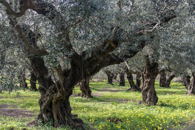 Olivenhain bei Kalamia