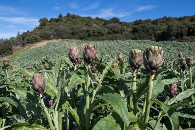Artischockenfeld am Kloster Eleousa