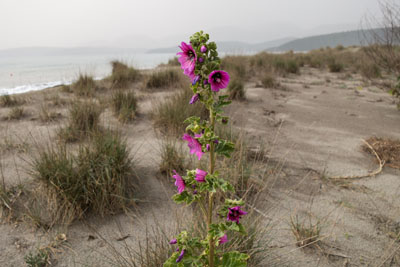 Strand von Mavrovouni
